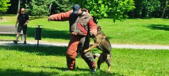 Pokaz tresury kynologicznej